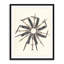 Variety of the Species Graphic Art Canvas-65848935-132457223