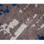 Premium Quality Abstract Hand Knotted Silk Blue | Beige Rectangle Indoor Area Rug-894650042