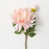 Rose n'est pas disponible