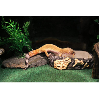 Reptology Large Reptile Fossil Rock Dish