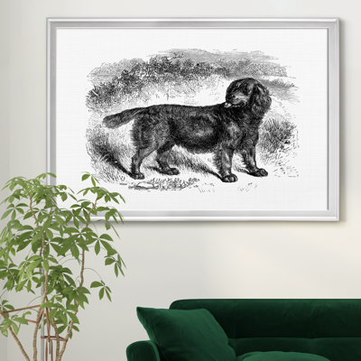 Sussex Spaniel - reproduction d'art sur toile