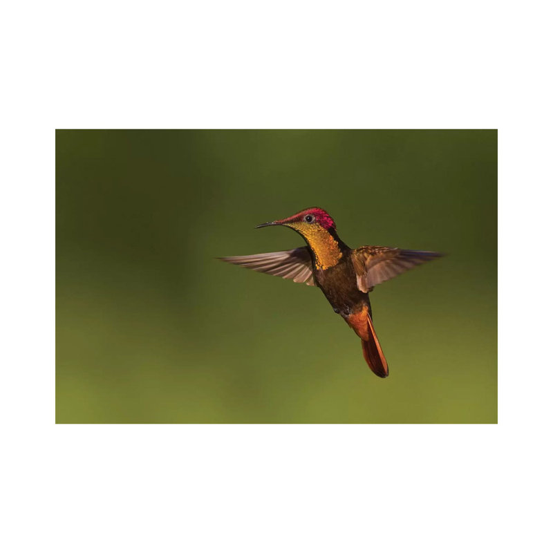 «Ruby Topaz Hummingbird» par Ken Archer - reproduction de photo, Toile tendue, Aucun mat, H 18 po x l 26 po x P 1,5 po