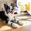 Couvre-chaussures pour chiens en velours cristal, pour une utilisation à l'extérieur - Couvre-pieds imperméables et antidérapants pour petits chiens - Couvre-pieds pour animaux de compagnie-135399779