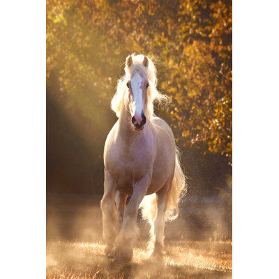 Horse Motion 8