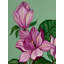 Magnolia Liliiflora | Aquarelle et gouache sur papier | Par Rashi Agrawal