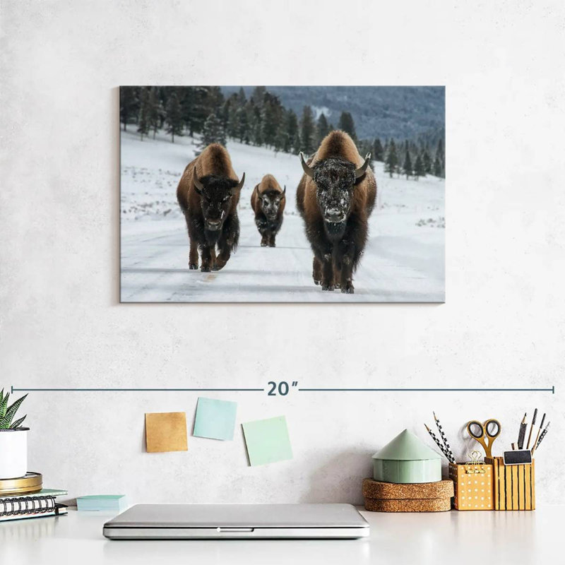 Photographie d'un bison de Brampt à Yellowstone, H 8 po x l 12 po