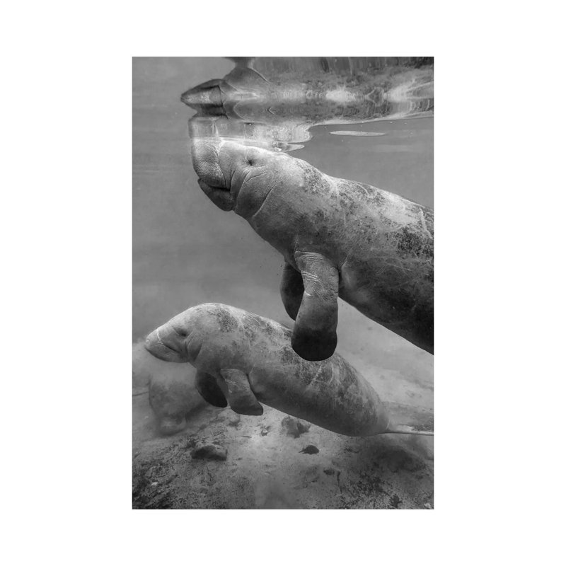 West Indian Manatee Mother and Calf, Crystal River, Florida 1 Piece Wrapped Canvas Wall Art