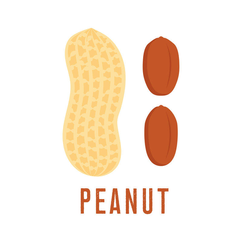 Peanut Icon - Wrapped Canvas Print, 30cm H x 30cm W x 3.8cm D