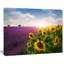 «Lavender and Sunflower Fields», reproduction de photo sur toile tendue-549228-13730745