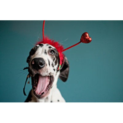 Great Dane Love by Realphoto