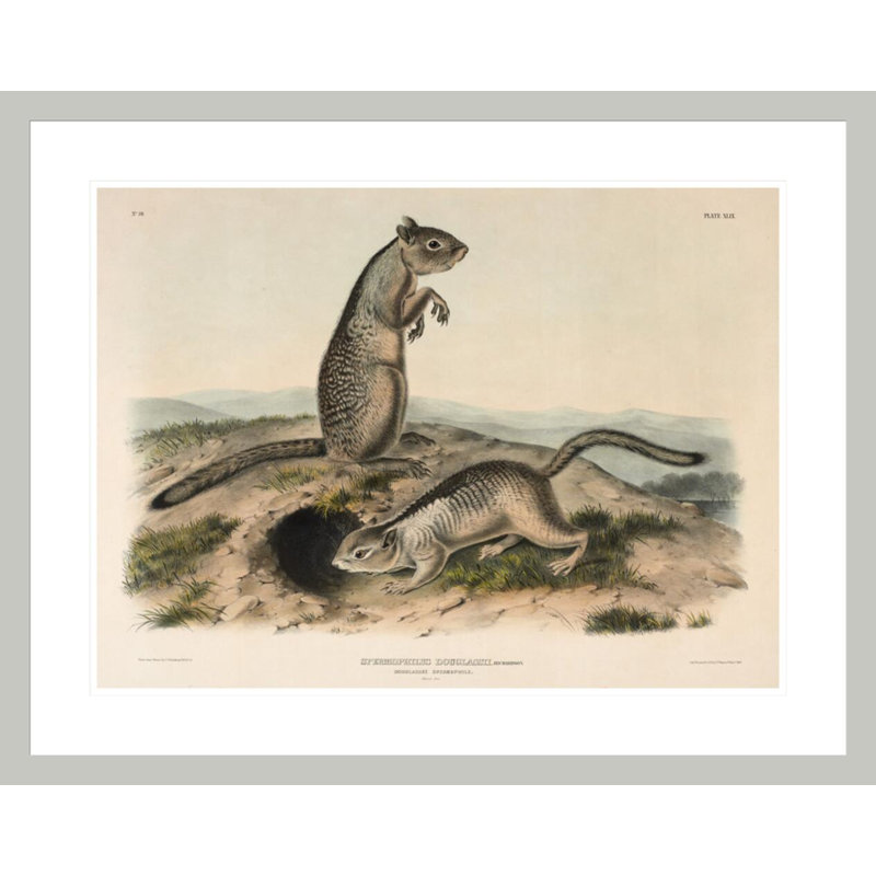 «Spermophile (Spermophillus douglassii)» par John James Audubon, 23,37 po H x 29,5 po L