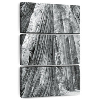 Harnek Redwoods Forest BW
