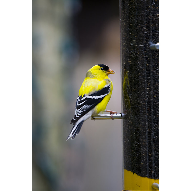 American Goldfinch by Azndc - No Frame Print on Canvas, 91cm x 61cm W