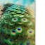 «Peacock in Winter» de Vidur, impression sur toile tendue-22072496