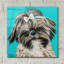 «Girly Shih Tzu» par Carolee Vitaletti, art mural en verre acrylique-1671533427