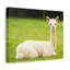 No Frame Print on Canvas-943833749