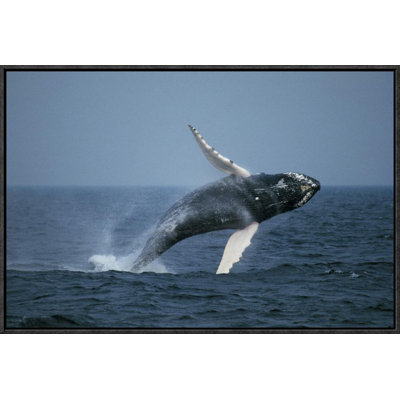 " Humpback Whale Breaching "