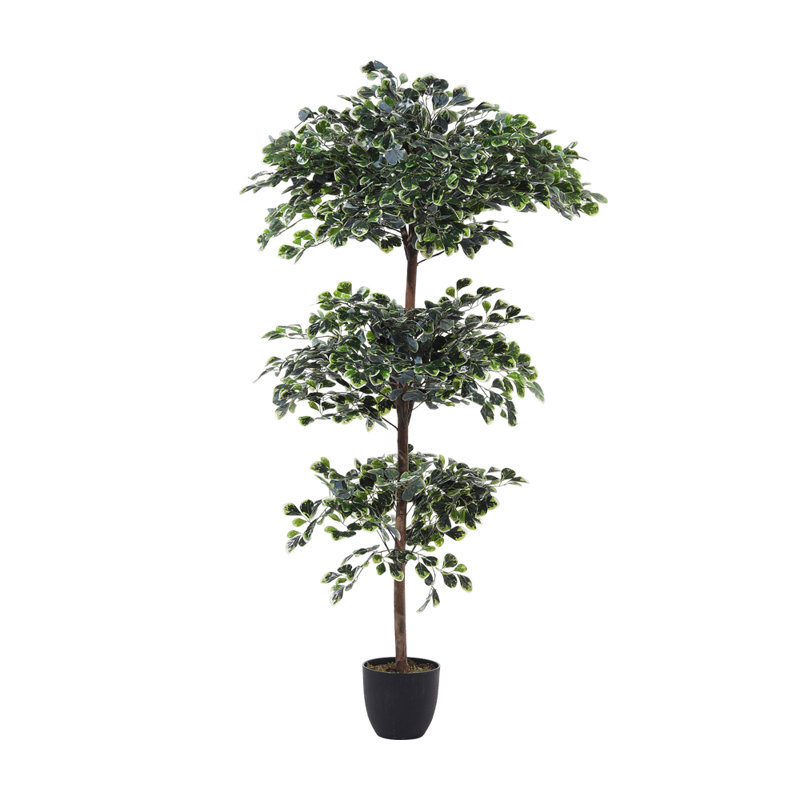 185cm Plant