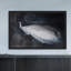 «White Peacock» par Christine Lindstrom, reproduction encadrée-18799620