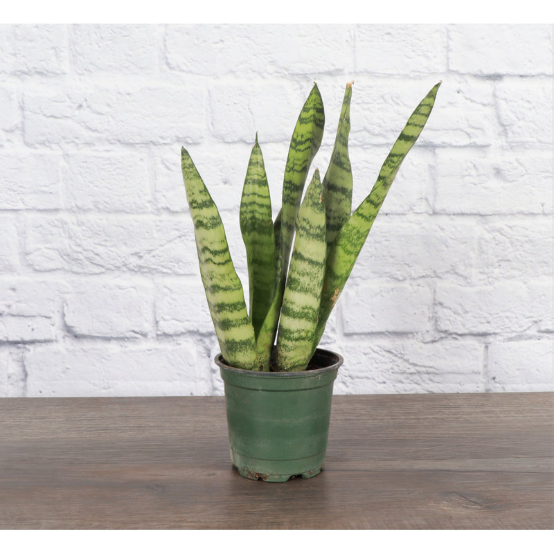 Zeylancia Snake Plant in Yellow Biodegradable Pot