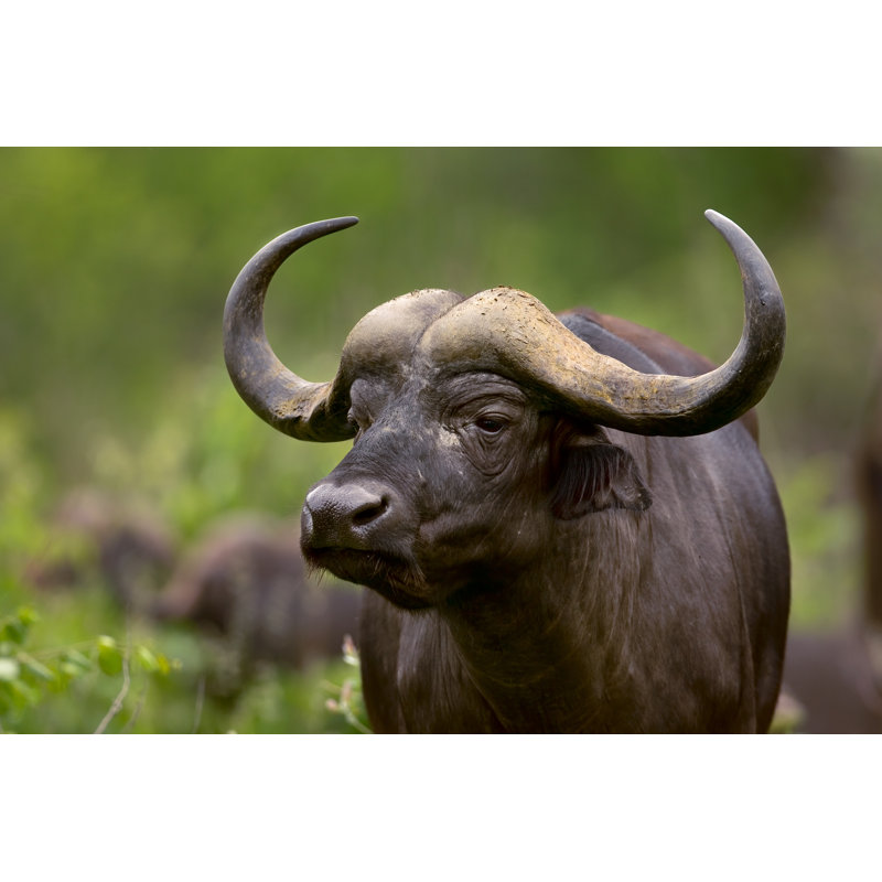 Buffle africain - photographie sur toile tendue, L 18 po x H 12 po