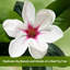 Plant-1426937627