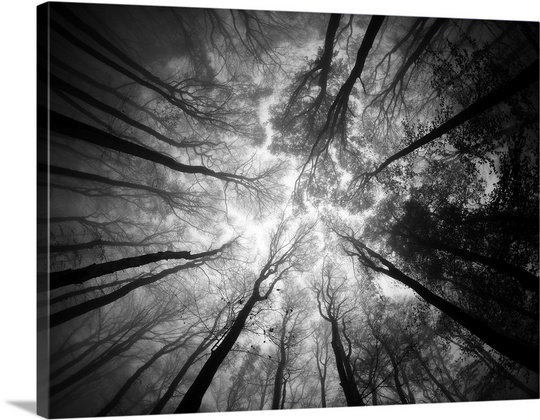 Tree Tops Photographic Print on Canvas East Urban Home