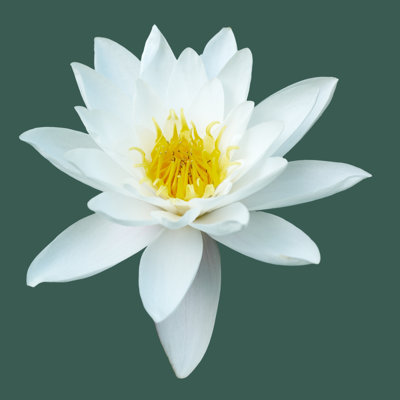 Nénuphar isolé par Pixonaut