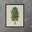 Oval Tree Print