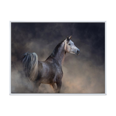 Grey Arabian Horse Run Free On Desert Dust - Animals Printed Canvas Wall Art