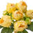 11" Pu Peony Bundle-1676757604