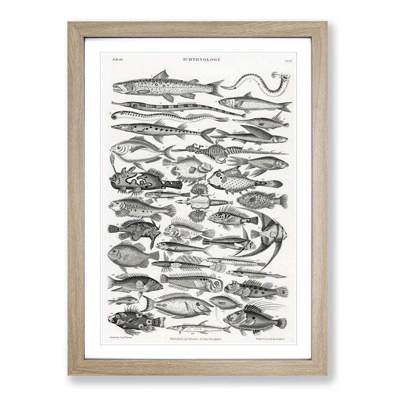 Study of Fish XLVH by Oliver Goldsmith - Picture Frame Drawing Print, 65cm H x 48cm W x 2cm D, Oak Framed