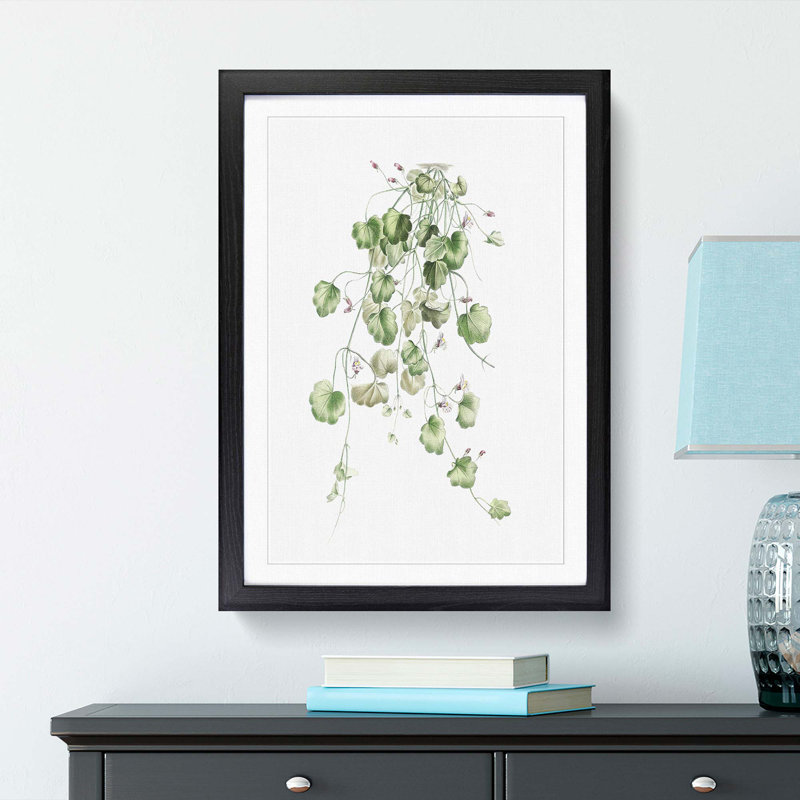 Kenilworth Ivy Flowers by Pierre-Joseph Redoute - Picture Frame Graphic Art Print, 48cm H x 36cm W x 2cm D, Black Framed