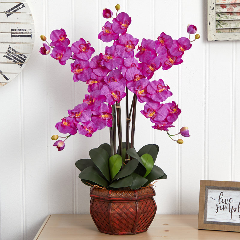 Orchidées phalaenopsis dans un vase, Orchidée