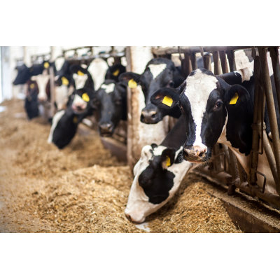 Vaches à la ferme. «Black and White Cows Eating Hay in the Stable» - Photographie sur toile tendue