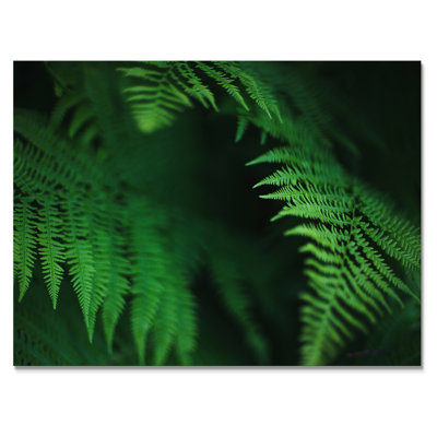 " Dark Green Fern On Black "