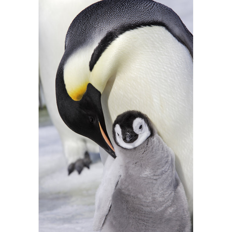 Kief Emperor Penguin by Michel VIARD - Wrapped Canvas Print, 30cm H x 20cm W x 3.8cm D