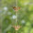 76" Long Iron Daisy Rain Chain