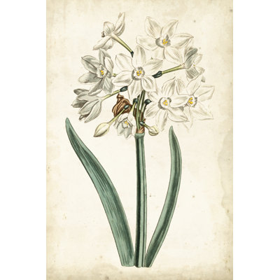 Curtis Narcissus II -  Graphic Art