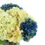 Assorted Hydrangeas Arranged in Glass Vase with Birch Sticks-213517240