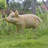Cute Pig Garden Statue