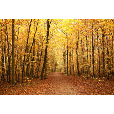 A Forest In Autumn by Georghanf - Wrapped Canvas Print