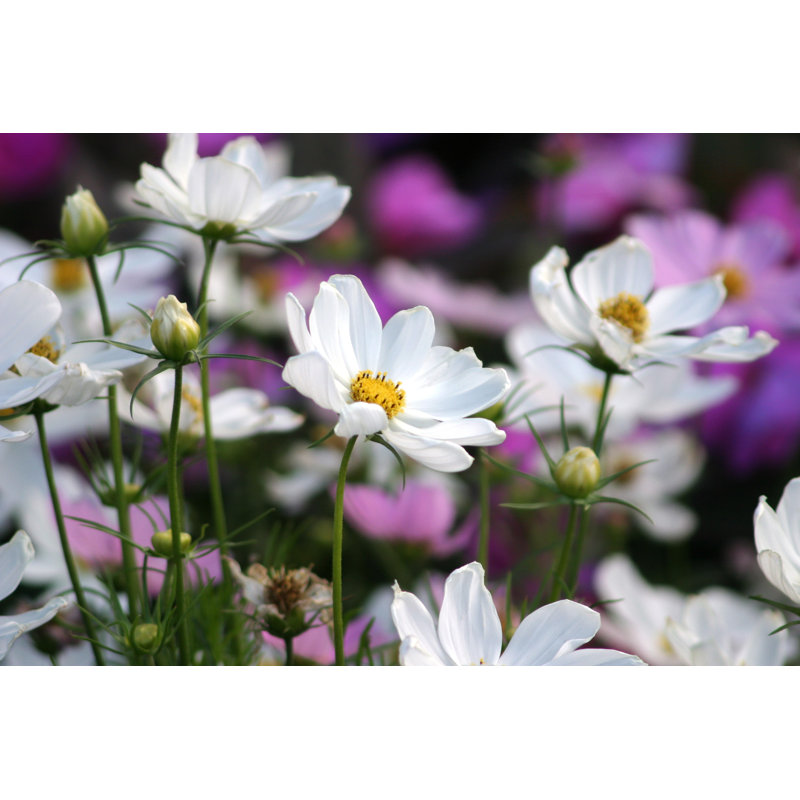 Cosmos by Debibishop - Wrapped Canvas Print, 51cm H x 76cm W x 3.8cm D