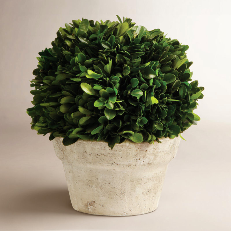 Alby 8'' Boxwood Topiary in Ceramic Pot, 8'' H X 7'' W X 7'' D