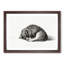 Curled Cat by Jean Bernard - Picture Frame Drawing Print-55491268-55491267