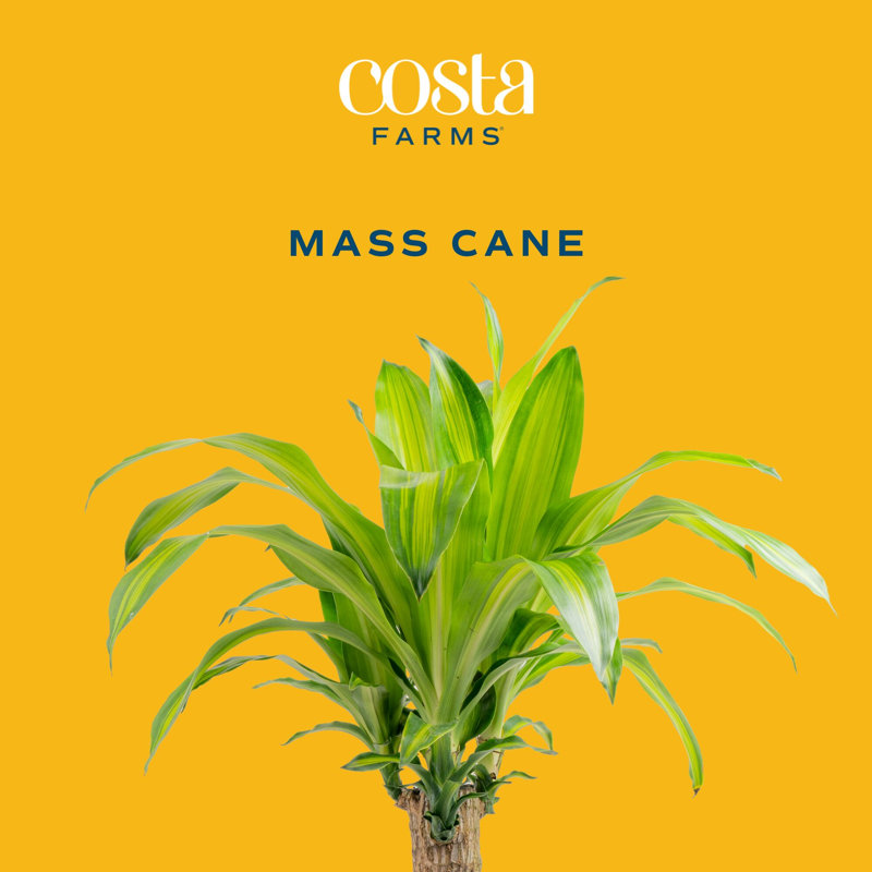 Mass Cane in Grower Pot