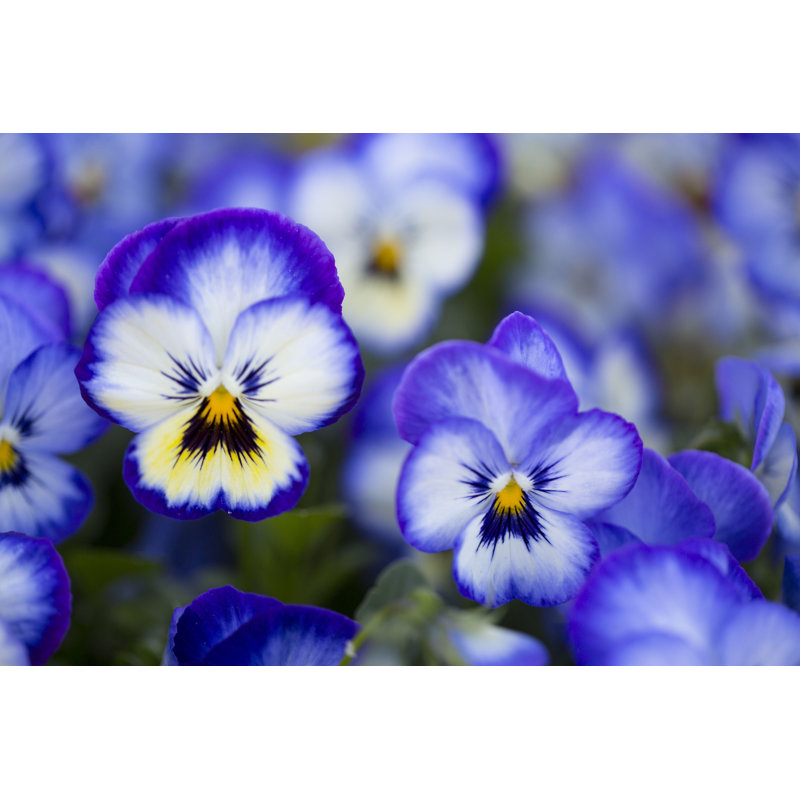 «Pansy» par Sepidehmaleki - Photographie sur toile tendue, L 12 po x H 8 po