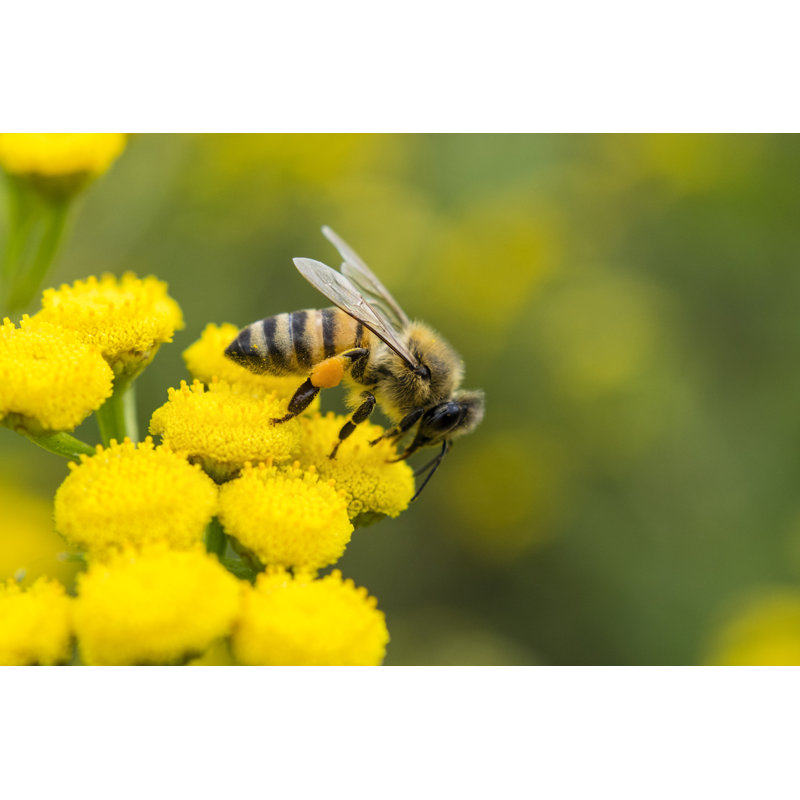 Lilaki Close-up Of Bee - Wrapped Canvas Print, 30cm H x 46cm W x 3.8cm D