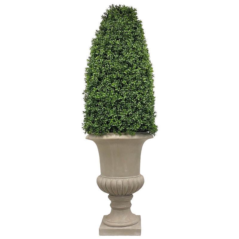 BULLE BOXWOOD DANS UNE URNE