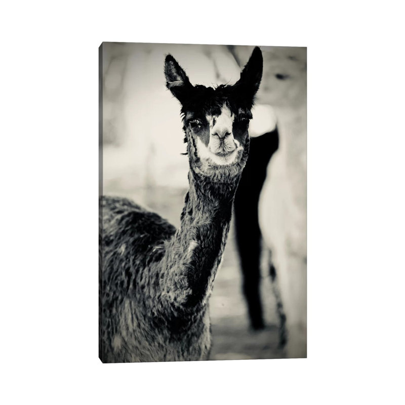 Happy Alpaca In Black And White by Susan Vizvary - No Frame Gallery-Wrapped Canvas Giclée on Canvas, 30.48cm H x 20.32cm W